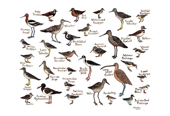 North Carolina Bird Chart